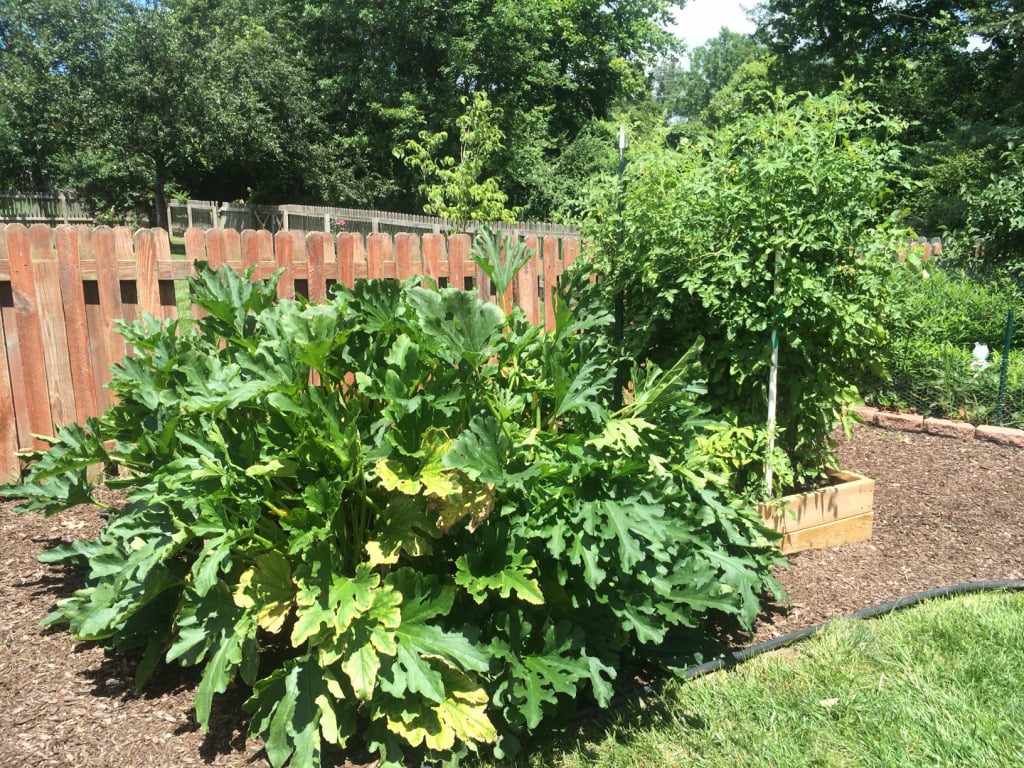 raised bed garden using bio-char
