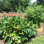 Zucchini Took Over Garden. Thanks Biochar. raised bed garden using bio-char
