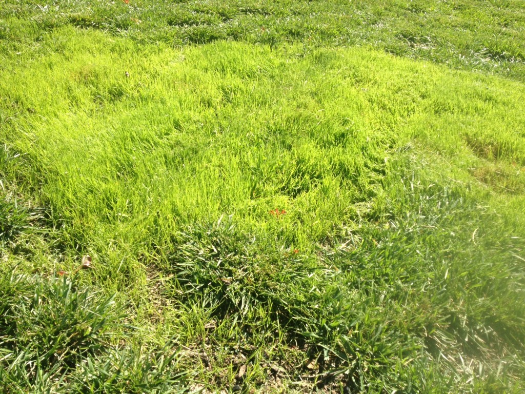 Tall Fescue Grass using Biochar
