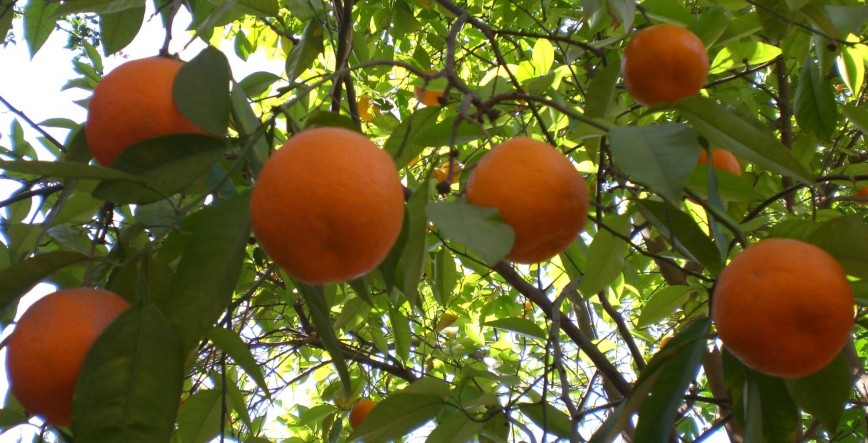 Biochar Fights Greening Disease In Orange Trees
