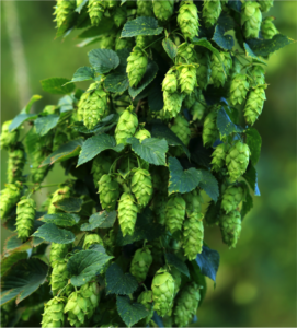 Biochar with Hops Plant