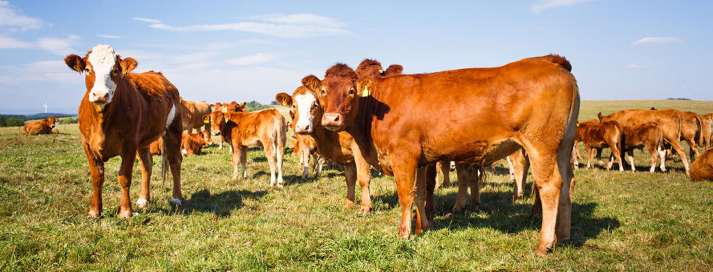 Cattle Grazing On A Pasture - Animal Manure and Biochar