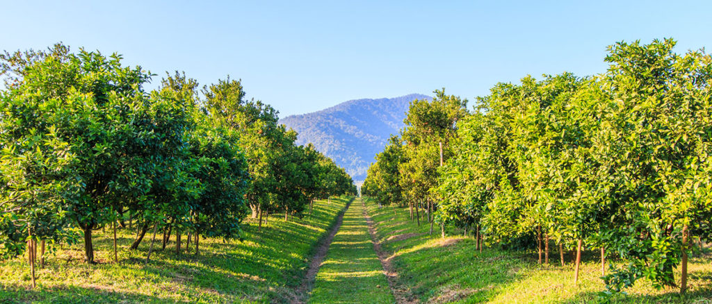 Citrus Grove On A Farm - Biochar
