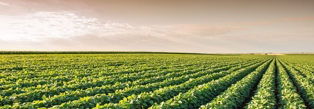 Soybean Farm