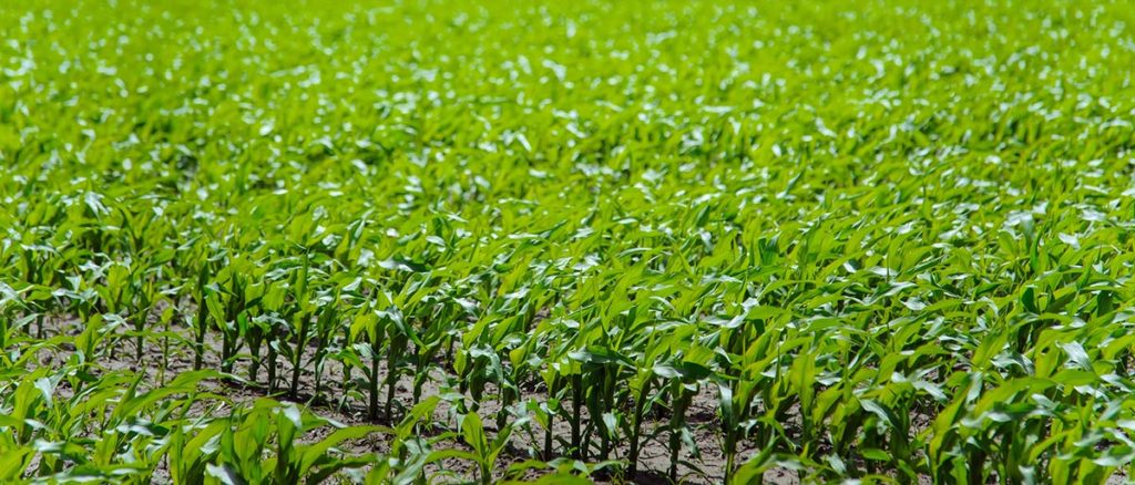 Corn Field Crop Yields