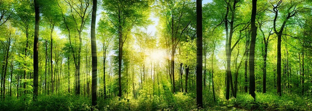 Forest - care of trees with biochar