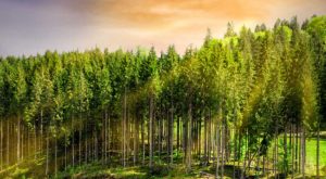 Forestry Stewardship - FSC